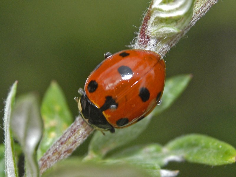 Ceratomegilla (Ceratomegilla) undecimnotata, Coccinellidae